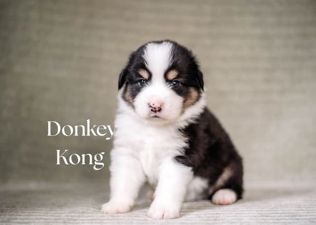 Miniature American Shepherd Puppies media 3