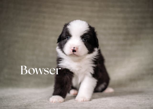 Miniature American Shepherd Puppies media 4