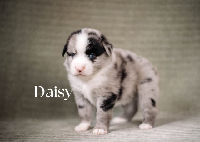 Miniature American Shepherd Puppies media 5