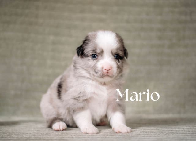 Miniature American Shepherd Puppies media 6