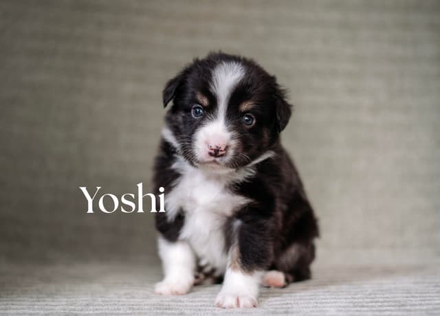 Miniature American Shepherd Puppies media 7