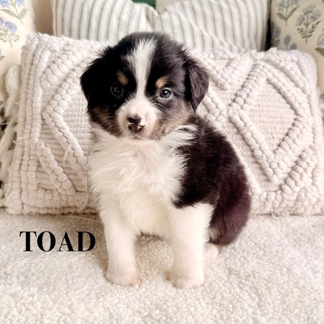 Miniature American Shepherd Puppies media 8
