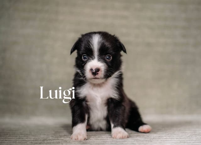 Miniature American Shepherd Puppies media 9