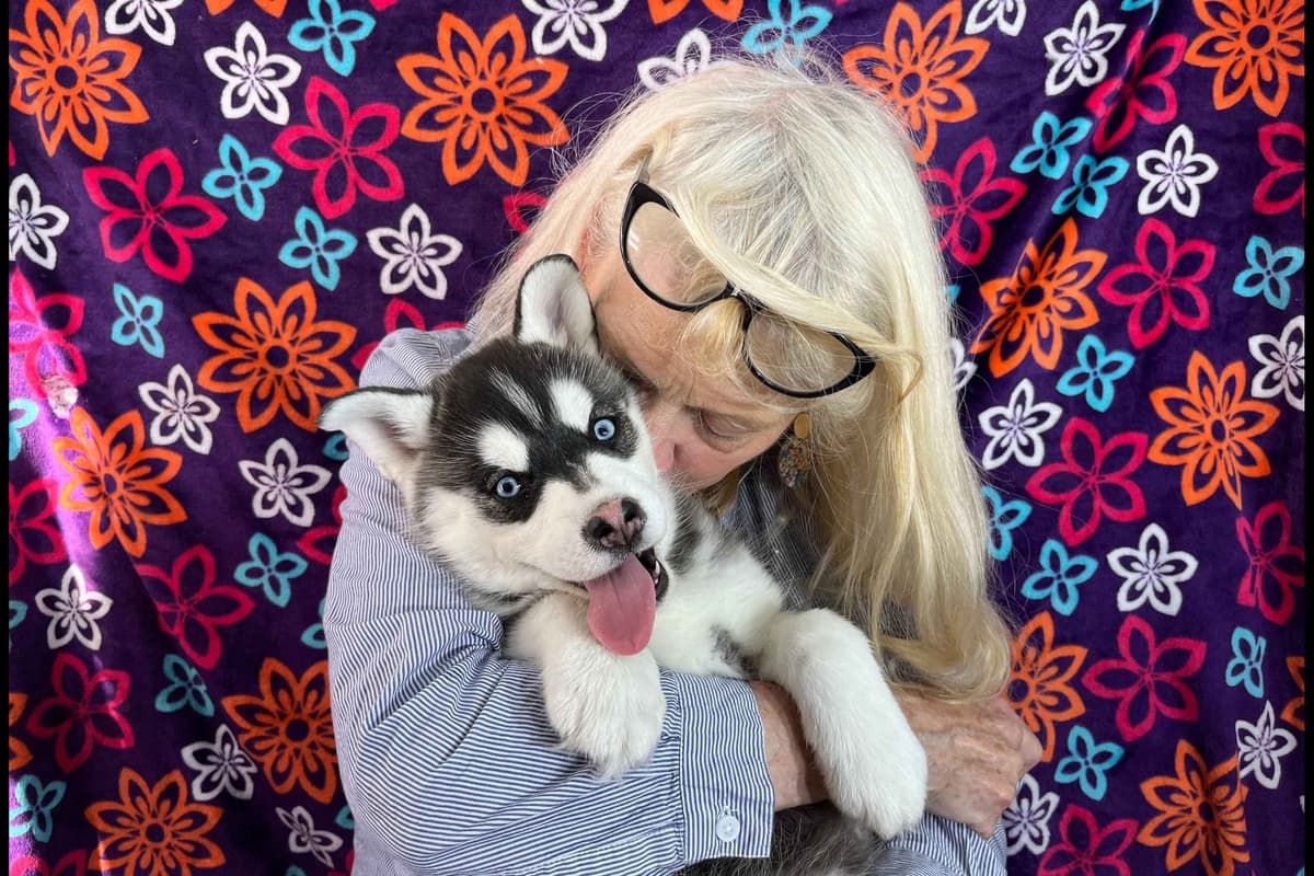 Siberian Husky Puppies breeder image 2