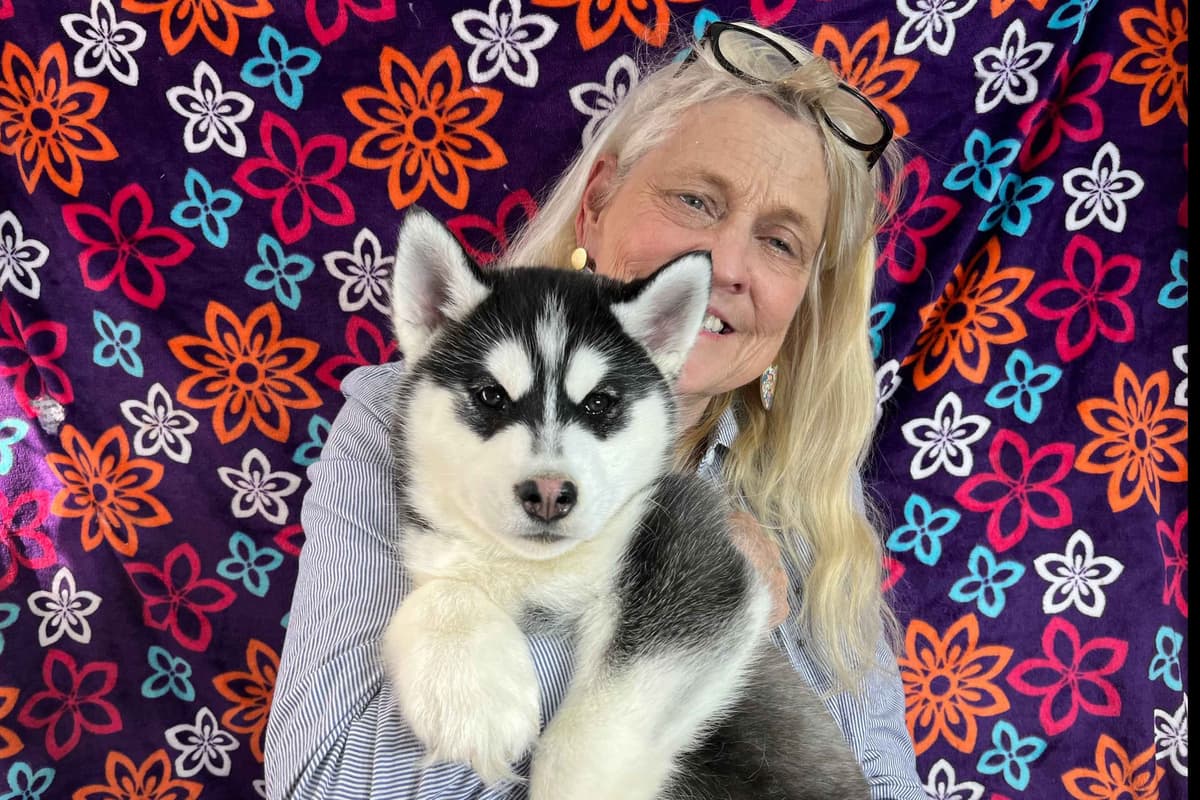 Siberian Husky Puppies breeder image 38