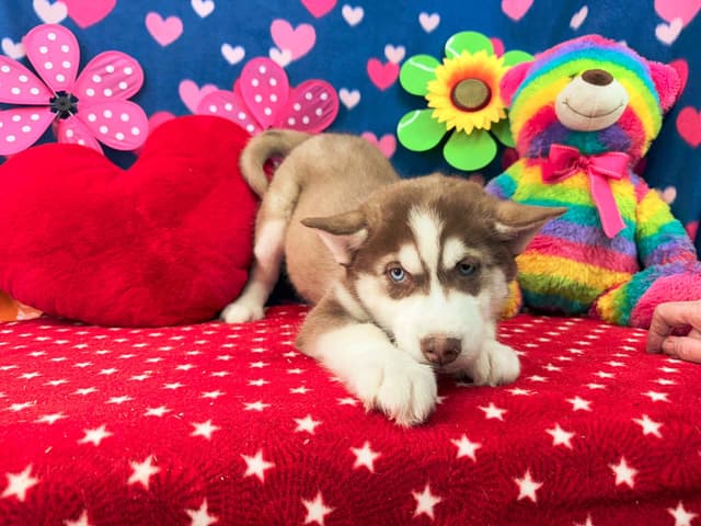 Siberian Husky Puppies media 2
