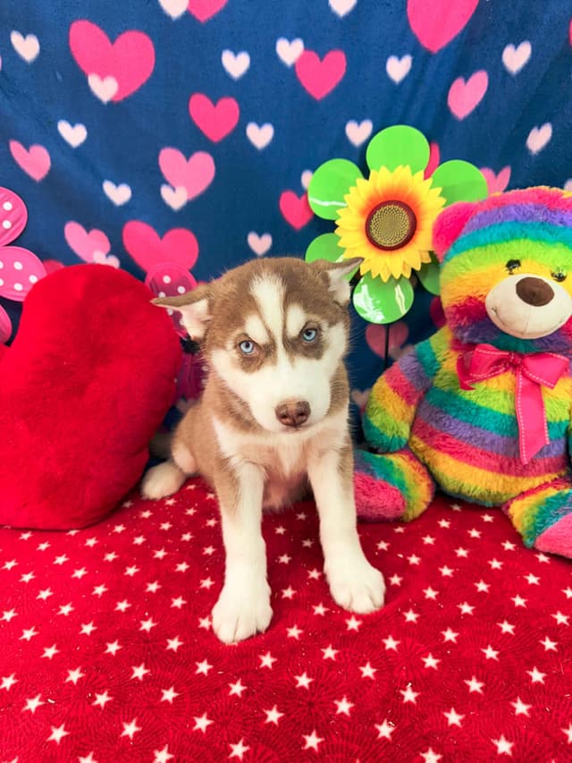 Siberian Husky Puppies media 4