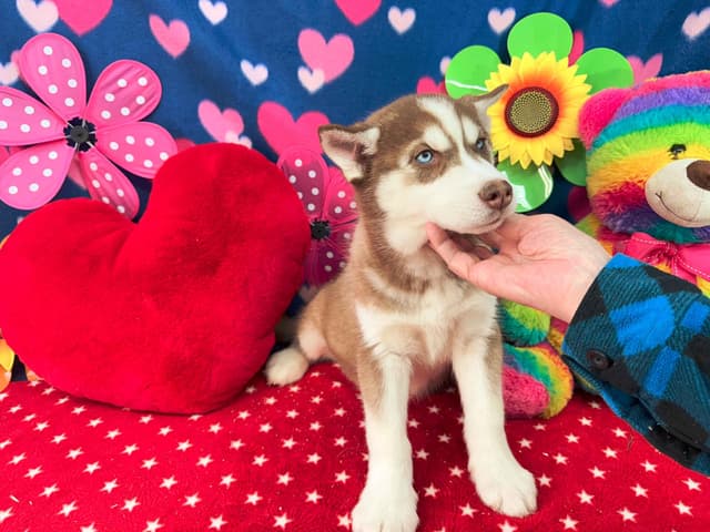 Siberian Husky Puppies media 5