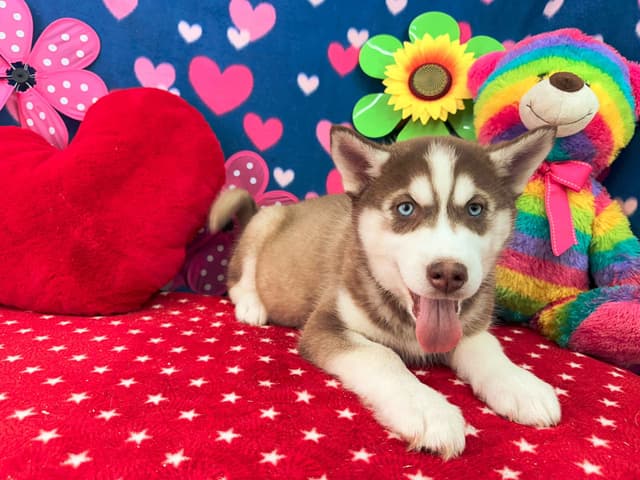 Siberian Husky Puppies media 7