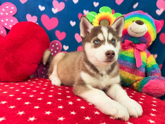 Siberian Husky Puppies media 8