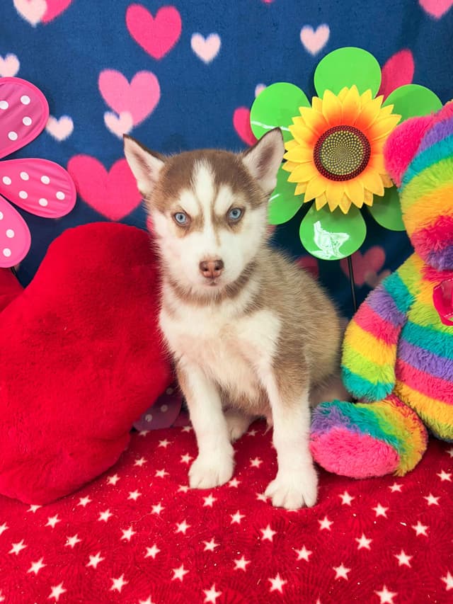 Siberian Husky Puppies media 9