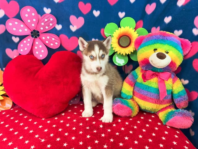 Siberian Husky Puppies media 11
