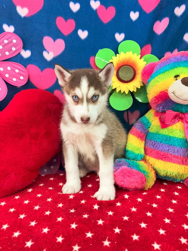 Siberian Husky Puppies media 12