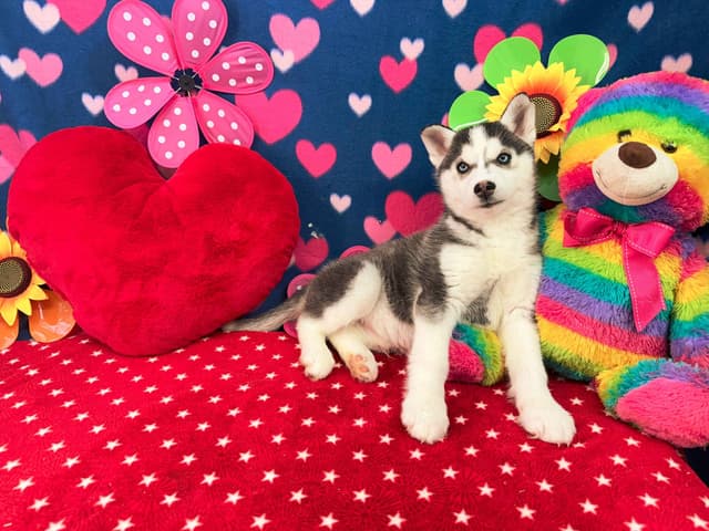 Siberian Husky Puppies media 14