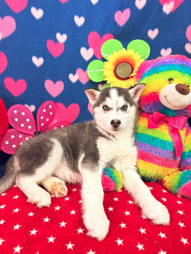 Siberian Husky Puppies media 15