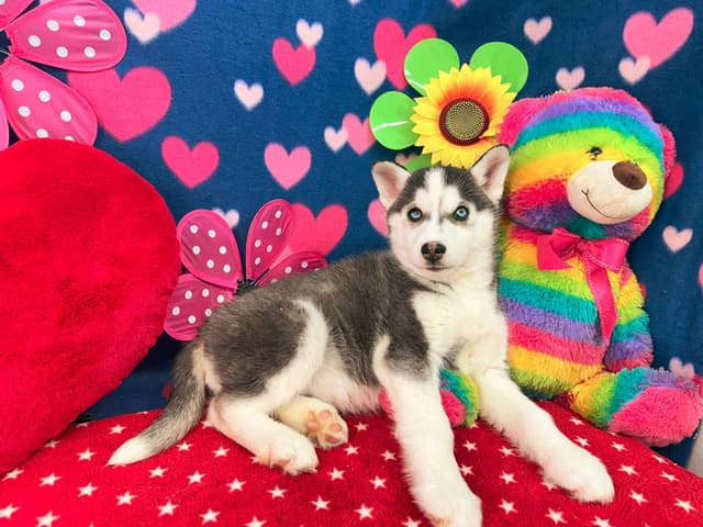 Siberian Husky Puppies media 16