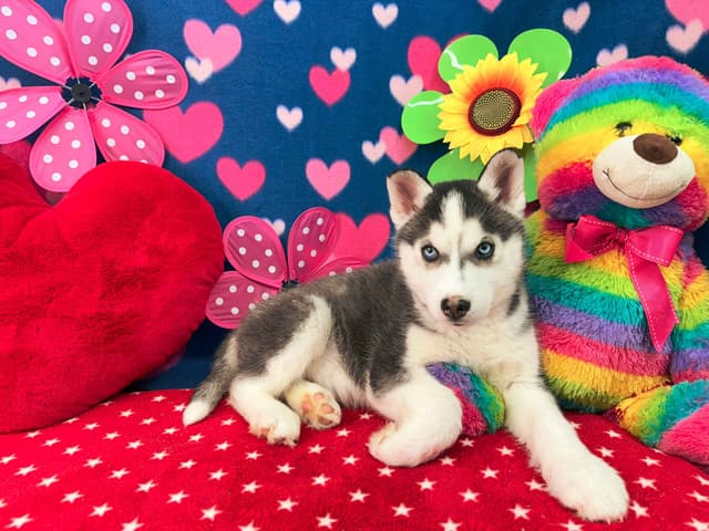 Siberian Husky Puppies media 17