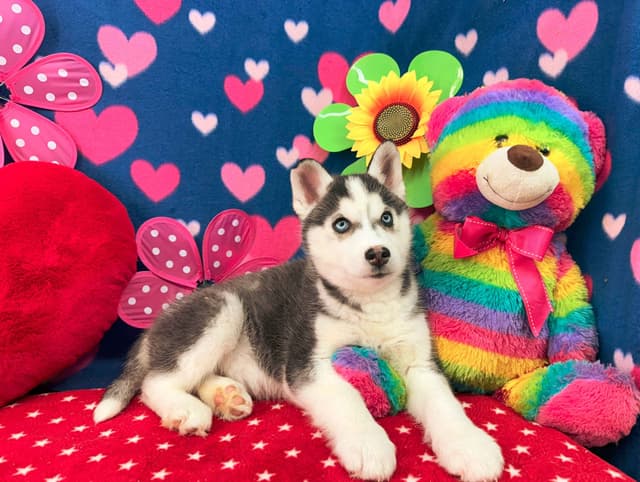 Siberian Husky Puppies media 18