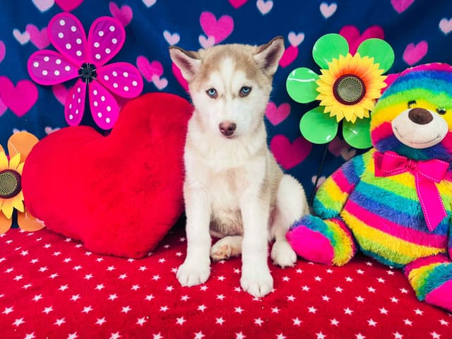 Siberian Husky Puppies media 19