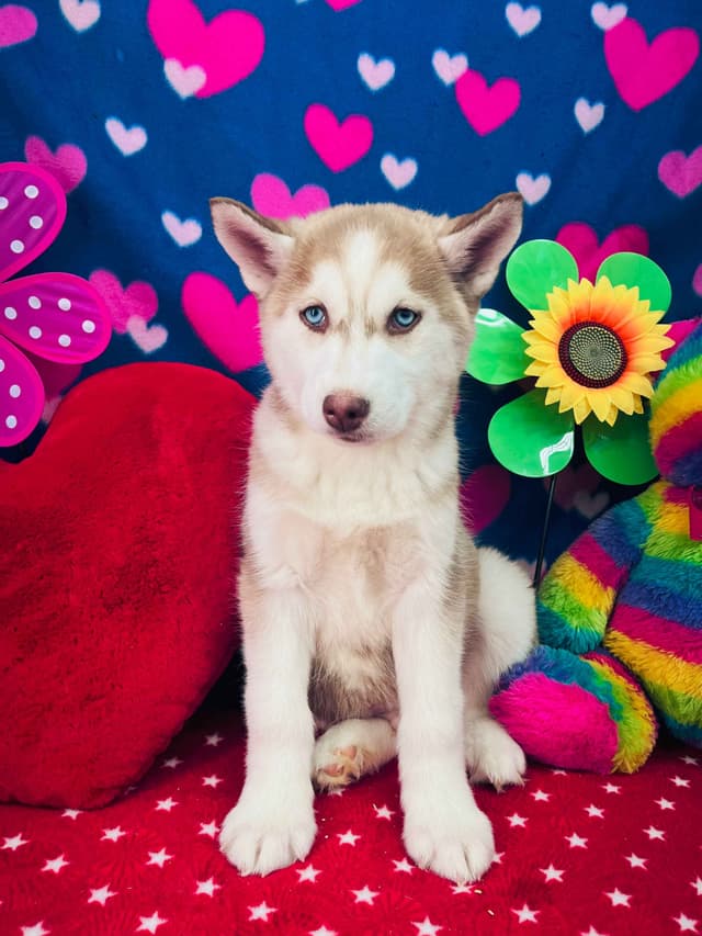Siberian Husky Puppies media 20