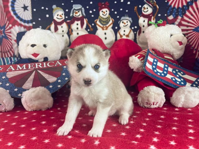 Siberian Husky Puppies media 15