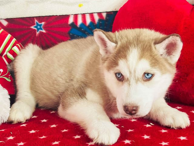 Siberian Husky Puppies media 21