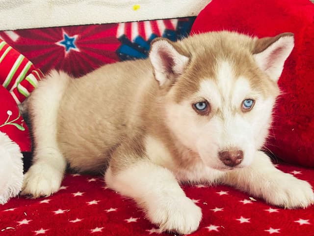Siberian Husky Puppies media 22
