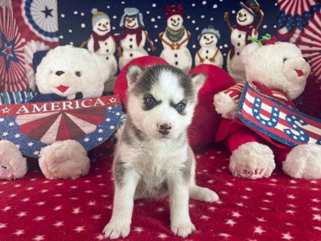 Siberian Husky Puppies media 19