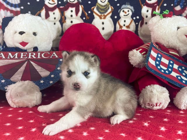 Siberian Husky Puppies media 20