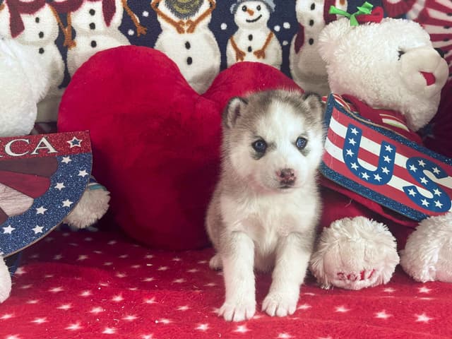 Siberian Husky Puppies media 16