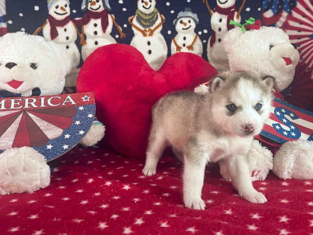 Siberian Husky Puppies media 21