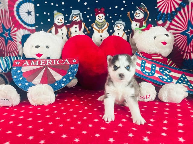 Siberian Husky Puppies media 18