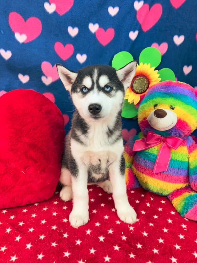 Siberian Husky Puppies media 2