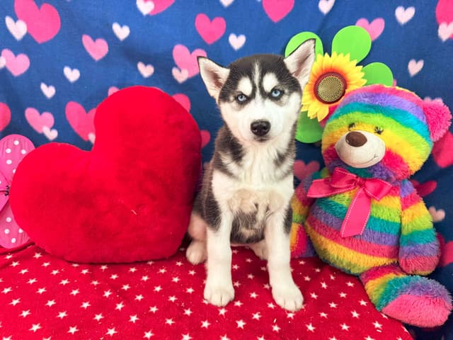 Siberian Husky Puppies media 3