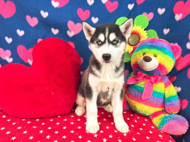 Siberian Husky Puppies media 5