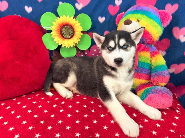 Siberian Husky Puppies media 6