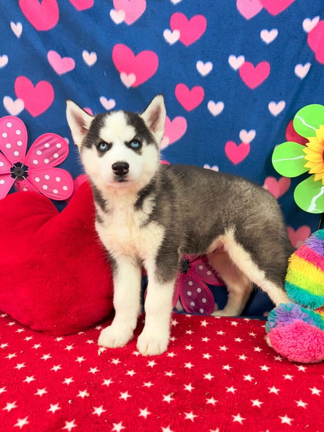 Siberian Husky Puppies media 7