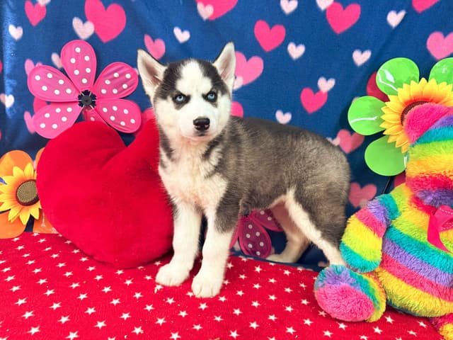Siberian Husky Puppies media 8