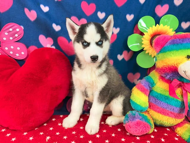 Siberian Husky Puppies media 9