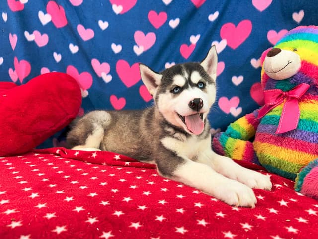 Siberian Husky Puppies media 15