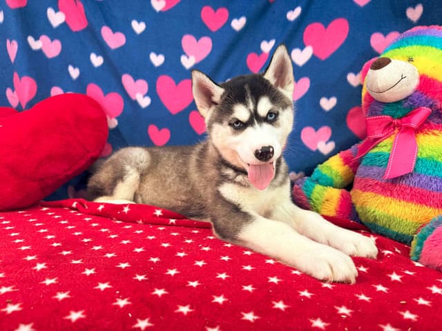 Siberian Husky Puppies media 16