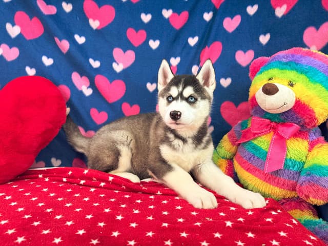 Siberian Husky Puppies media 18