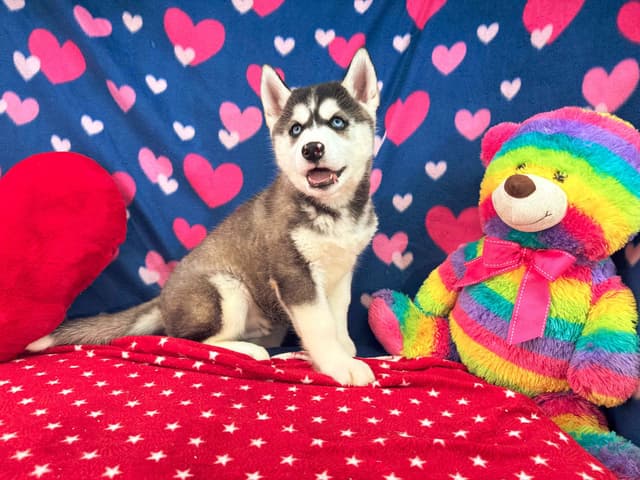 Siberian Husky Puppies media 19