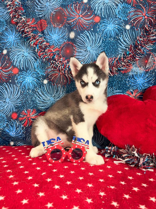 Siberian Husky Puppies media 2