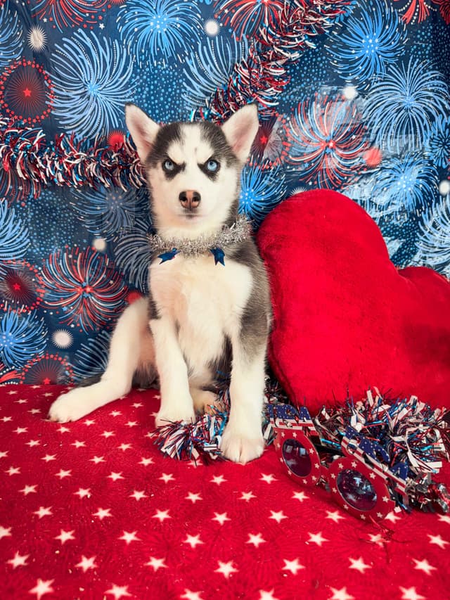 Siberian Husky Puppies media 3