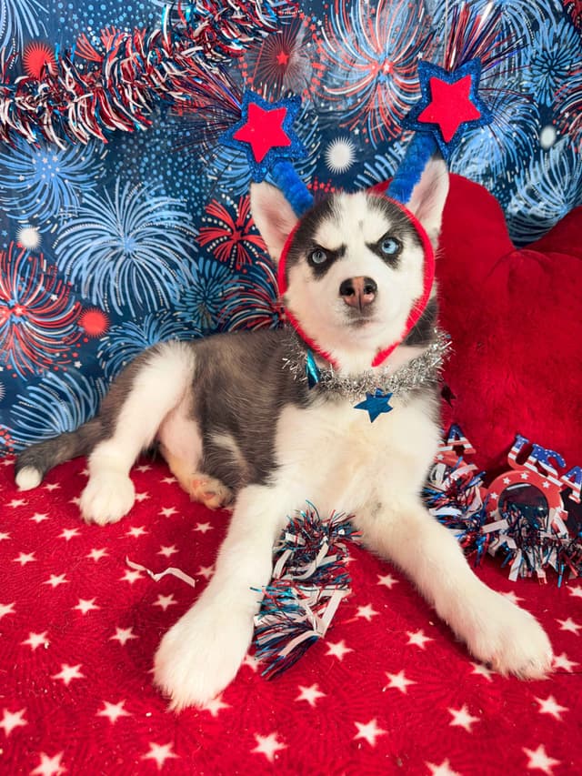 Siberian Husky Puppies media 4