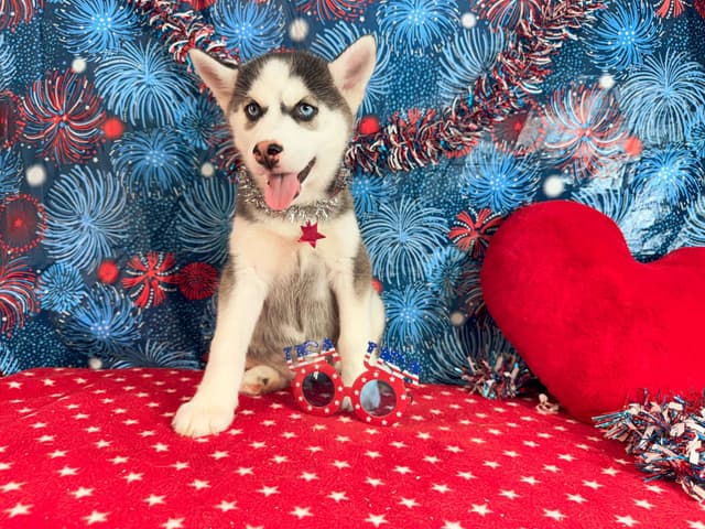 Siberian Husky Puppies media 7