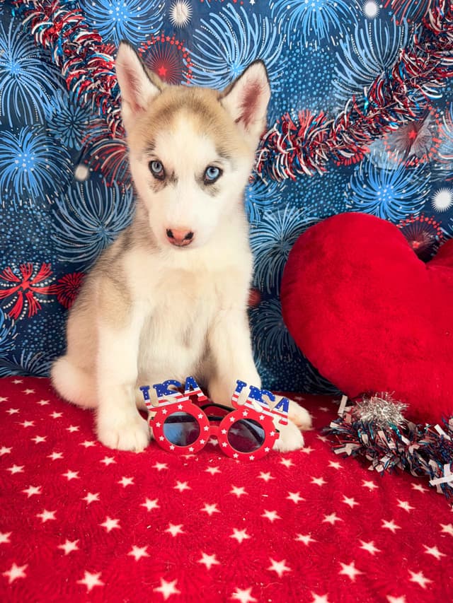 Siberian Husky Puppies media 13