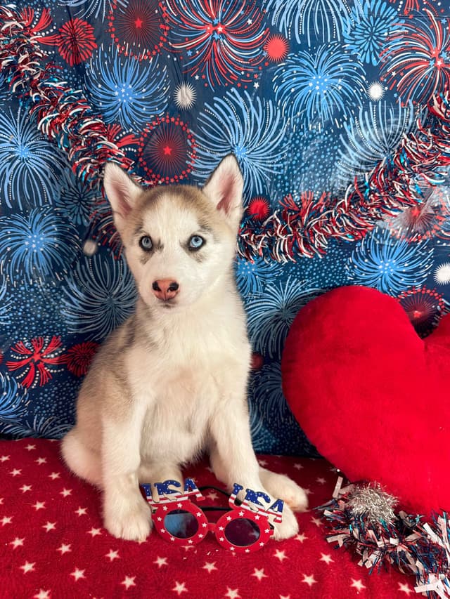 Siberian Husky Puppies media 14