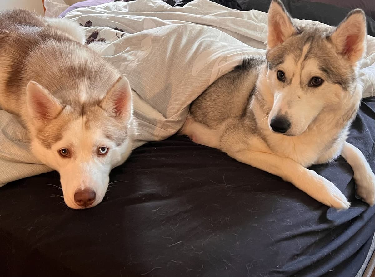 Siberian Husky Puppies breeder image 1